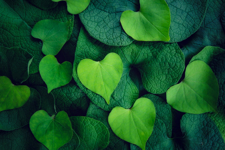Green Hearts Chlorophyll